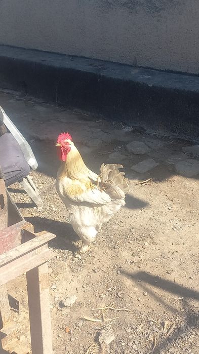 Продаётся петушки брамы по 7 тысяч