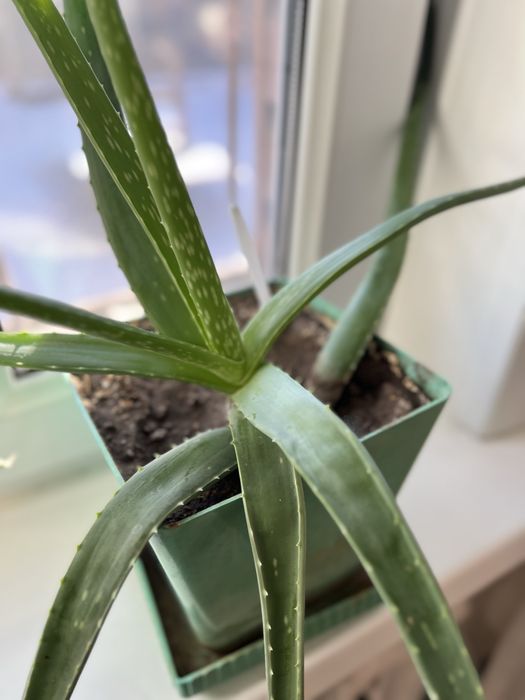 Продам цветы алоэ