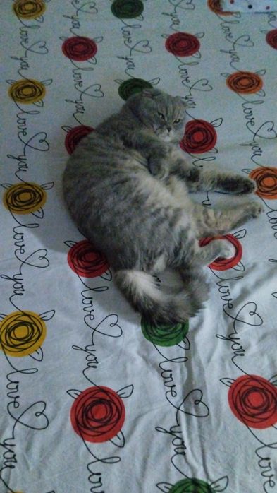 отдам кота в добрые руки кот хороший добрый связи с переездом