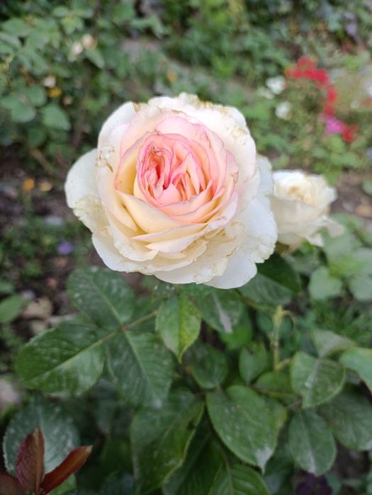 Нарцысс , клематис, розы,гибискус, ирис, ромашка,