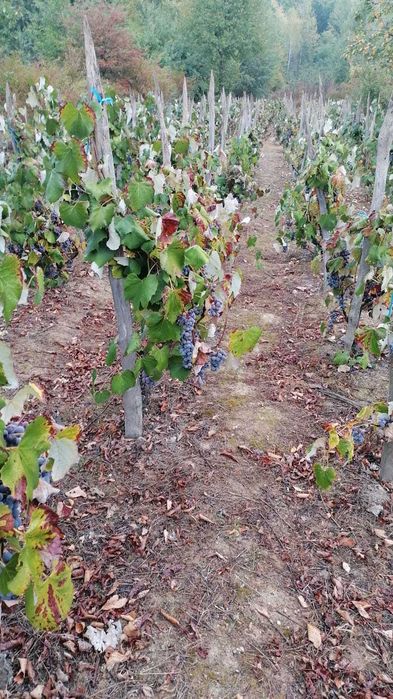 Vand urgent struguri