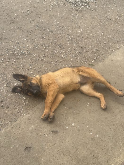 Немецкая овчарка