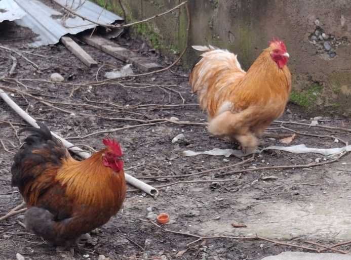 Петухи кокинхин !!!