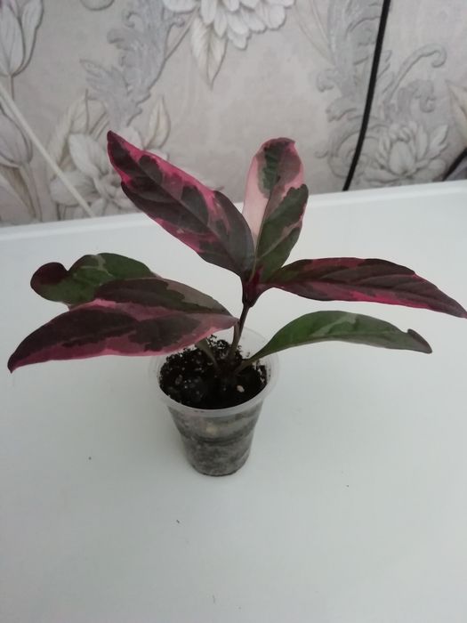 Комнатные растения