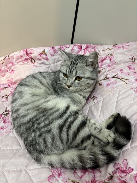 Породистые кошки