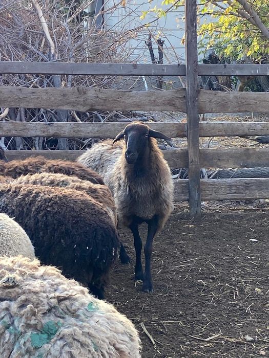 Семіз қошқарлар сатамын