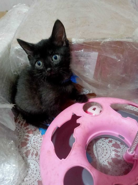 Котята ищут дом.