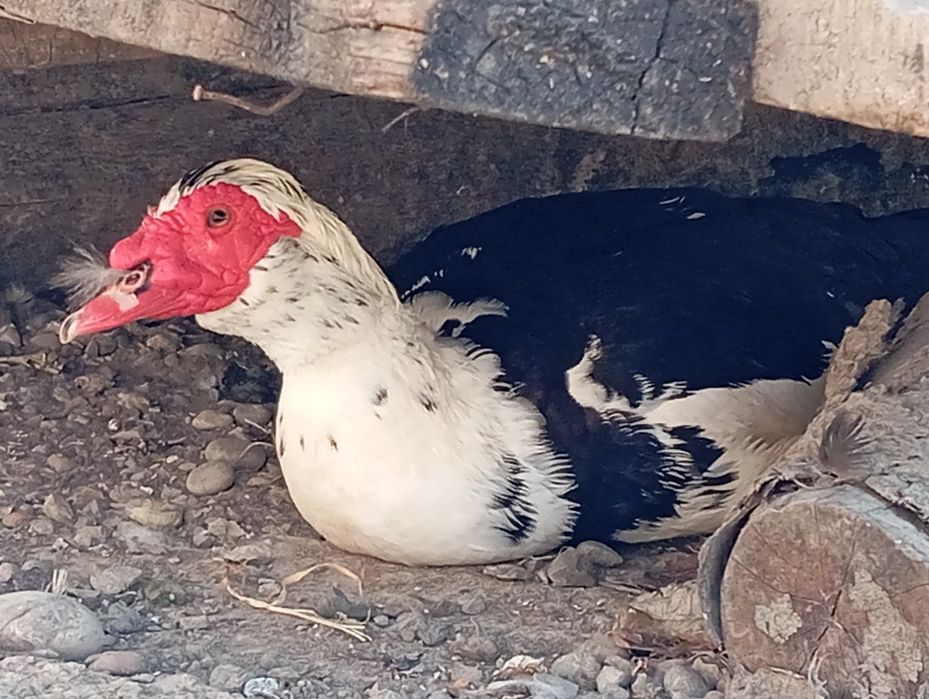 Индоуткалар сотилади