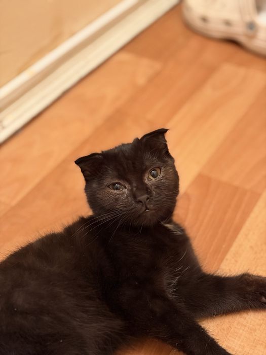 Вислоухий котенок, мальчик. Срочно!!!
