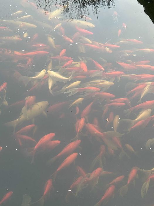 pești ornamentali lacuri