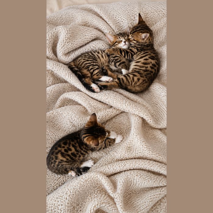 Бенгальские котята
