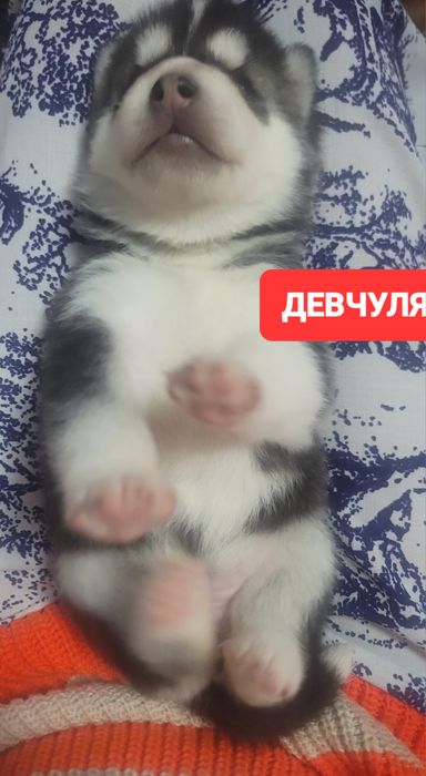 Скоро в продаже родившися 14 февраля хаски