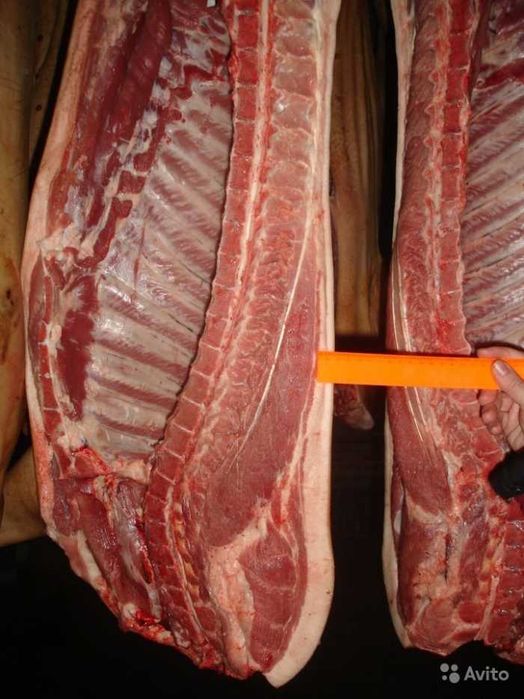 предлагаю мясо свинины в алматы