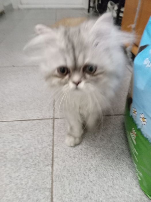 Персийски котенца