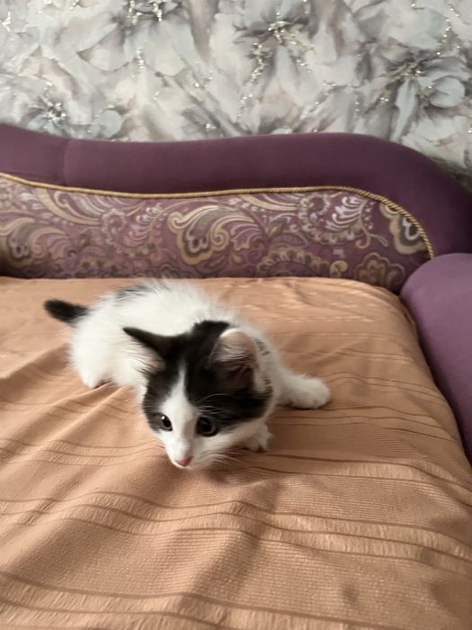 Котенок в добрые руки