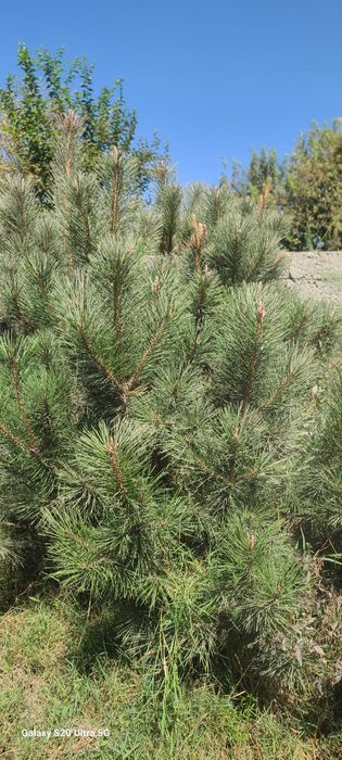 Крымская сосна сотилади