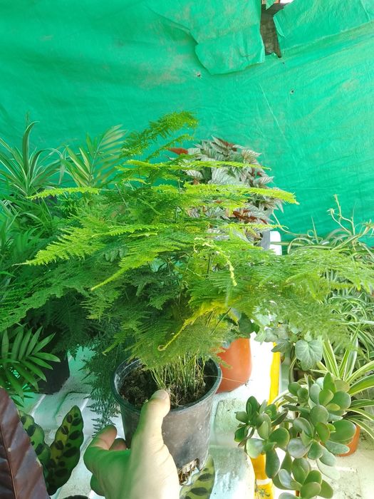 Азалия вся цветущая