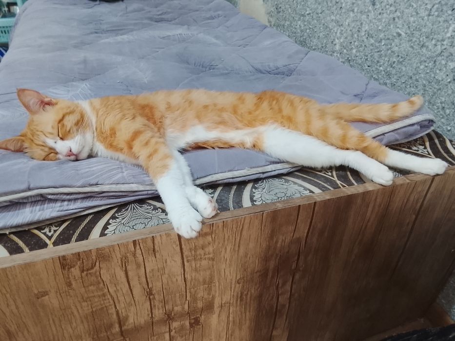 Отдам даром кошек в хорошие руки.