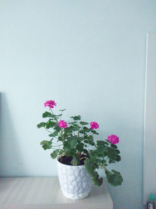 Герань комнатное растение