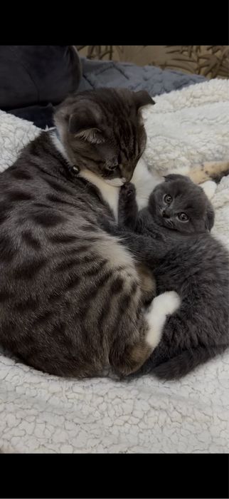 Продается котенок