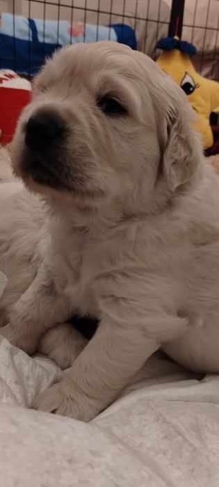 Голдън ретривър момченце родословен баща