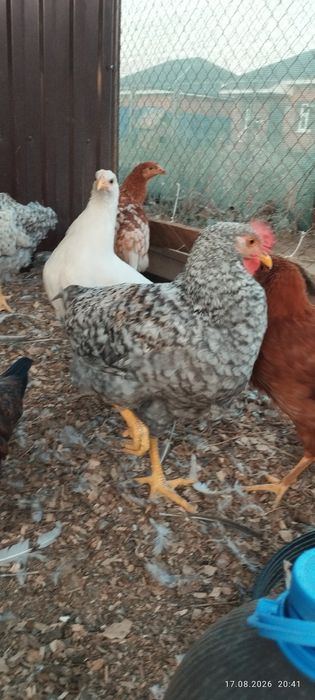 Продам молодых  петушков
