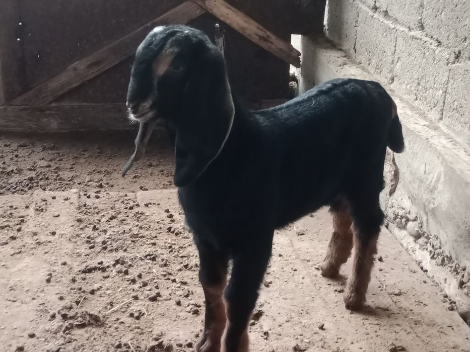 Теке Лақ сатылады