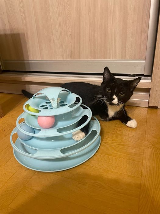 Котенок в заботливые руки