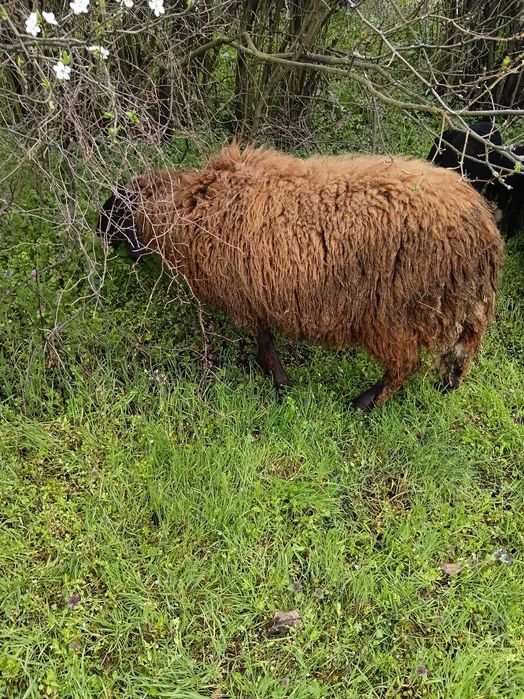 Продавам миналогодишен скопено коч