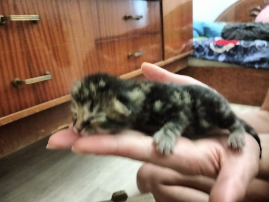 Бронь котят скотиш страйт