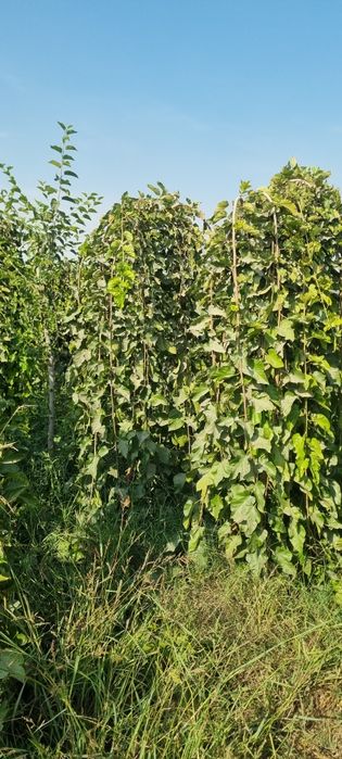 Декоративные тутовники для офиса и дома украшения для вашего ландшафта