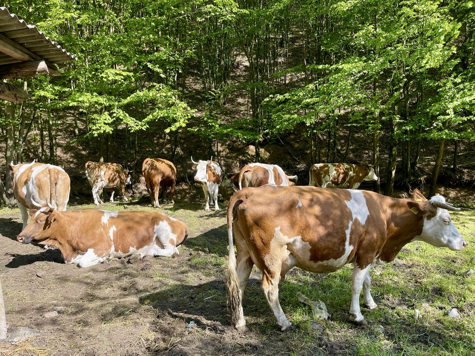 Vand vaci si taur