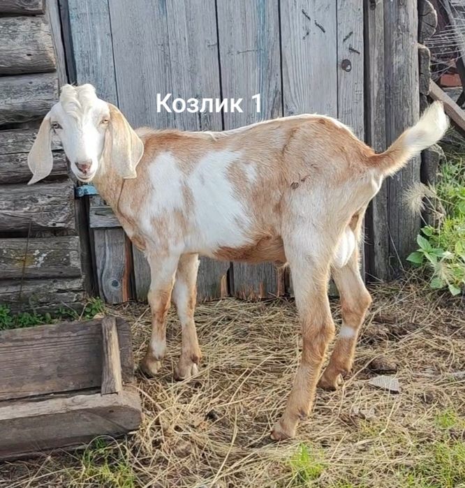 Козлята англонубийские 50%