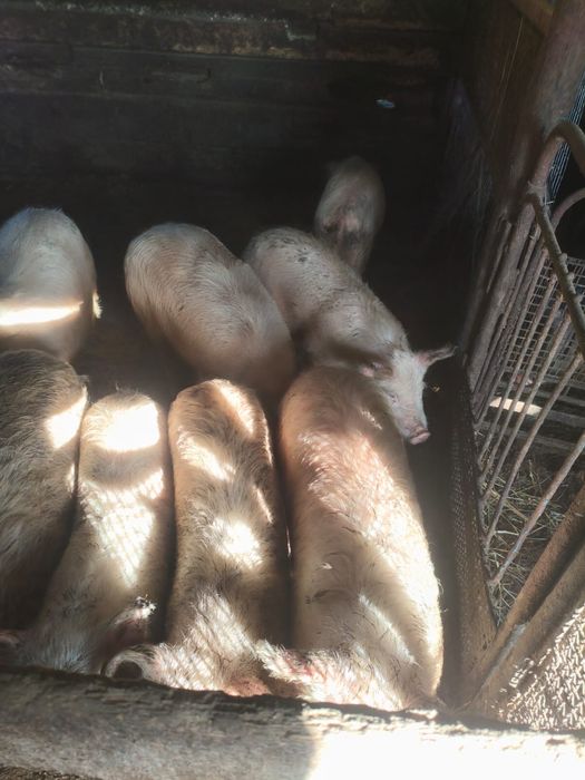 Продам поросят  5-6 месяцев