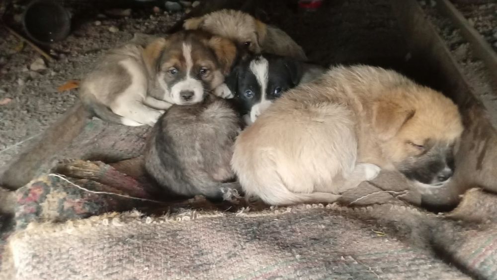 Малыши  срочно ищут дом