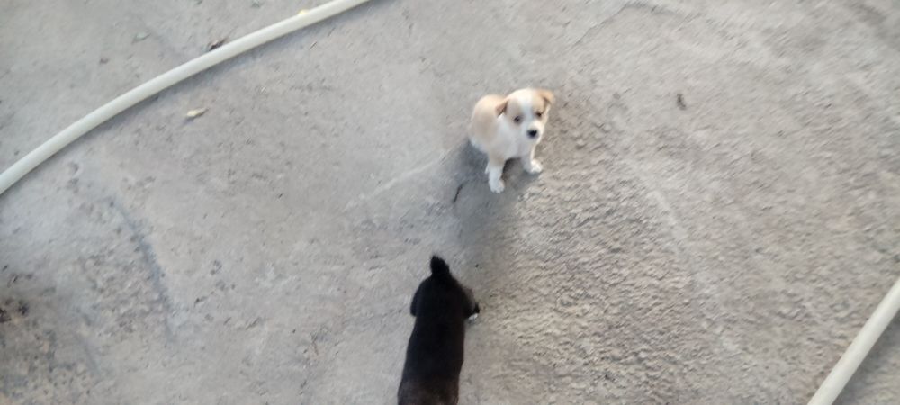 Отдам бесплатно в добрые руки