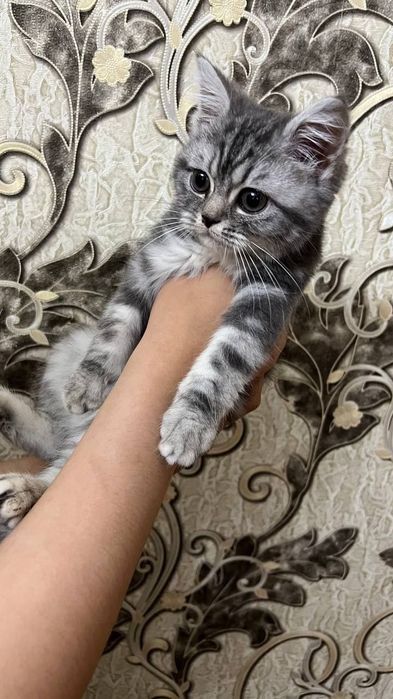 British shorthair мальчик