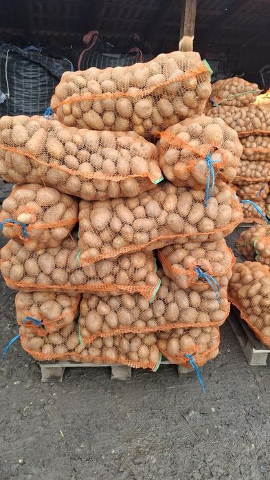 Cartofi de consum roșu și alb