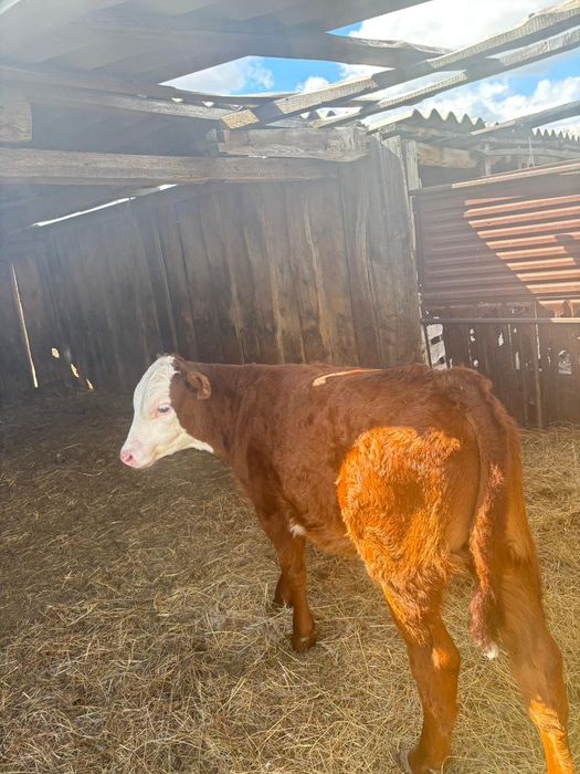 Теленок 3 месеца