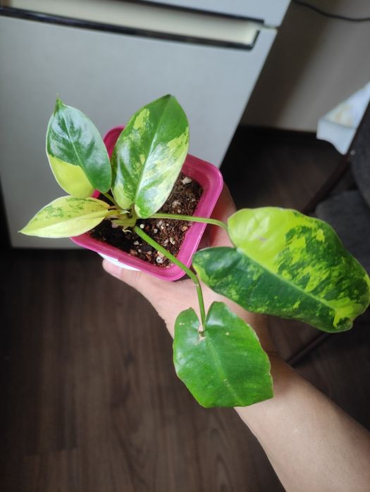 Филодендрон Бурле Макс Вариегатный (Philodendron Burle Marx Variegata