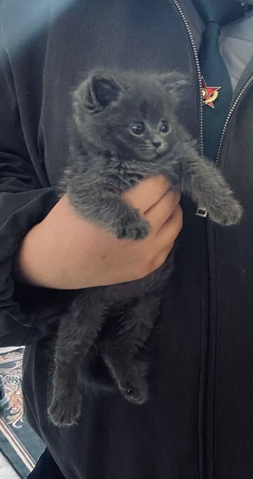 Котик в шымкенте