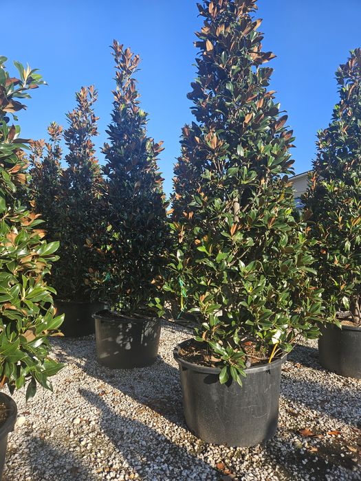 Leylandi maslin bonsai glandeflora