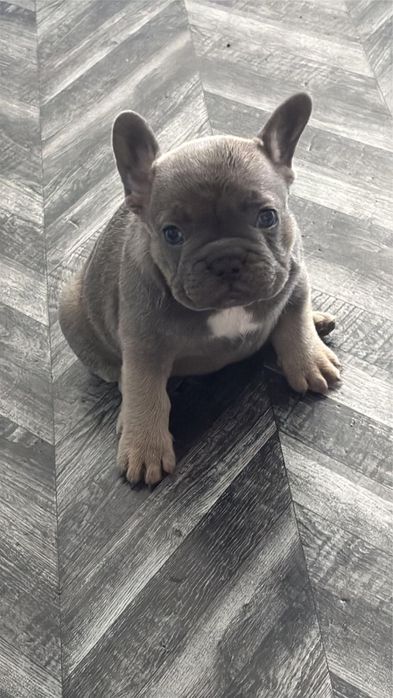 Bulldog Francez Blue-Femela