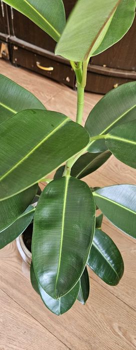 Комнатное растение Фикус