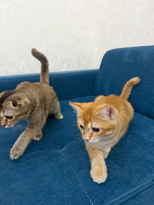 Scottish Fold 120$ Scottish Straight 100$