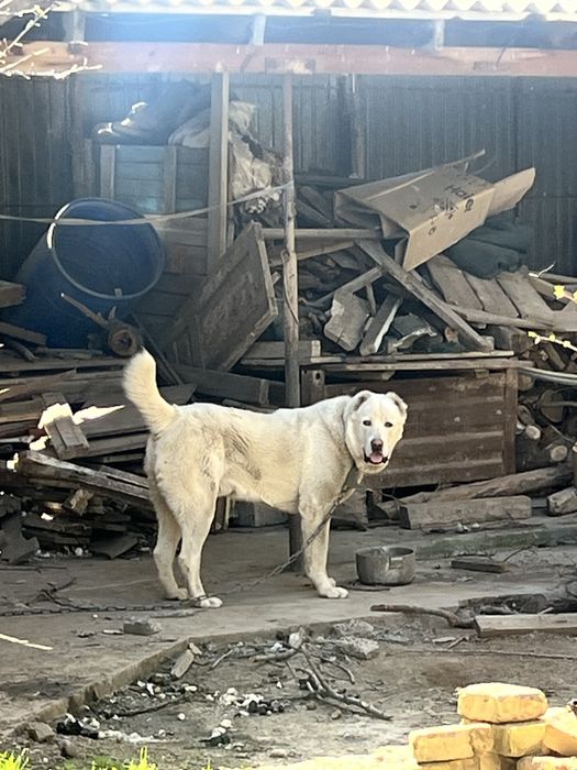 Алабай 1 год