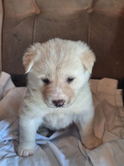 Продам лайчат 3 девочки