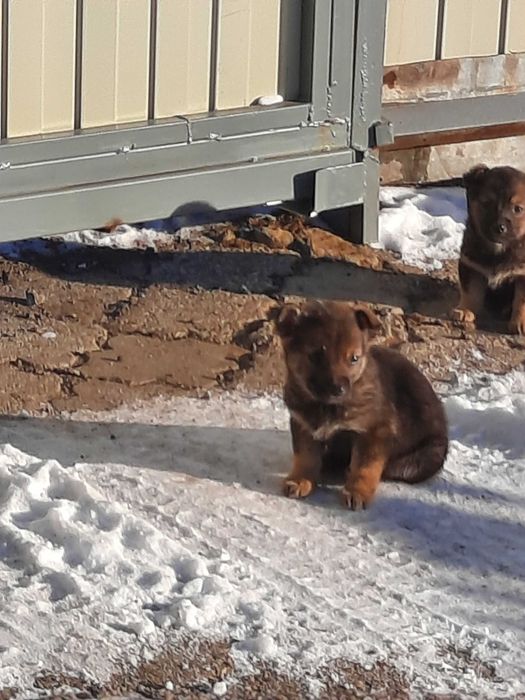 Отдам щенков в добрые руки