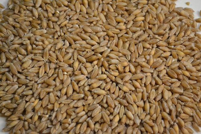 Vand sămânță de triticale