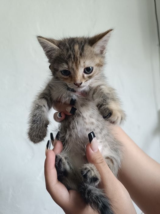 отдам котят в хорошие руки